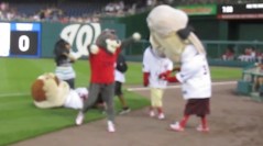 That Cat tackles Teddy Roosevelt