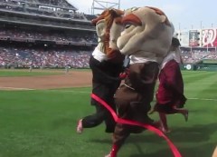 Teddy Roosevent nearly wins the presidents race at Nationals Park