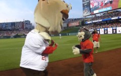 Washington Nationals presidents race That Cat tackles Teddy