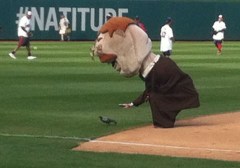 Teddy Roosevelt pets a pigeon at Nationals Park