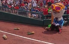 Teddy Roosevelt Pineapple trap